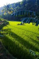 Photo of a view of rice fields with green rice plants in the afternoon