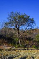 Photo of views of trees around mountain slopes and dry rice fields