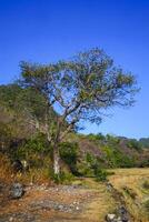 Photo of views of trees around mountain slopes and dry rice fields