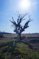 View of kerik trees in the dry season in the afternoon photo