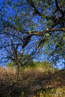 the view of trees in arid land is suitable as a background photo