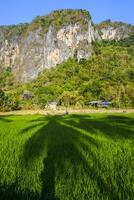 Photo of a view of rice fields with green rice plants in the afternoon