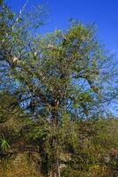 the view of trees in arid land is suitable as a background photo