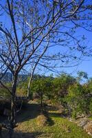 the view of trees in arid land is suitable as a background photo