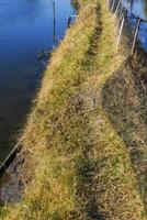 Photo of an elongated rice field embankment and looking at the grass above it