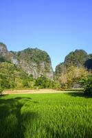 Photo of a view of rice fields with green rice plants in the afternoon