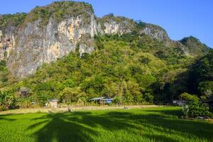 Photo of a view of rice fields with green rice plants in the afternoon