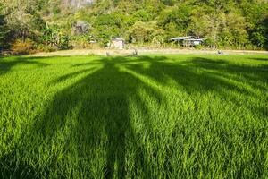 Photo of a view of rice fields with green rice plants in the afternoon