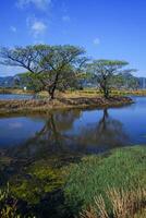 Trees on the edge of the pool embankment that reflect shadows photo