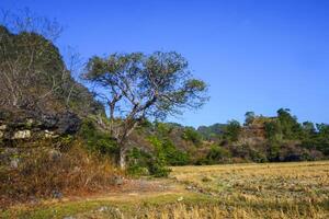 Photo of views of trees around mountain slopes and dry rice fields