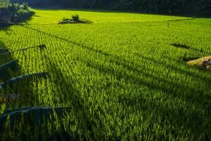 Photo of a view of rice fields with green rice plants in the afternoon