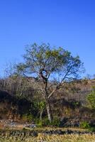 Photo of views of trees around mountain slopes and dry rice fields