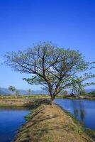 Trees on the edge of the pool embankment that reflect shadows photo