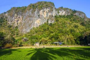 Photo of a view of rice fields with green rice plants in the afternoon
