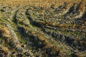 A photo of a dry rice field view is suitable as a background