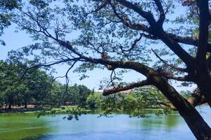 Photo view of tree branches over the lake on a sunny morning