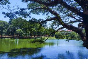 Photo view of tree branches over the lake on a sunny morning