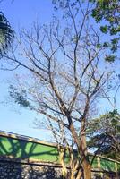 view of dry trees on a sunny day with a blue sky as a background photo
