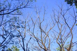 view of dry trees on a sunny day with a blue sky as a background photo