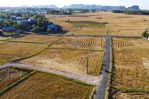Photos of views of rice fields and roads during the dry season