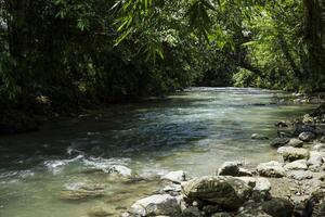 view of river water flowing fast in the middle of the forest photo