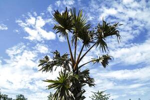 towering palm trees during the day against a blue sky photo