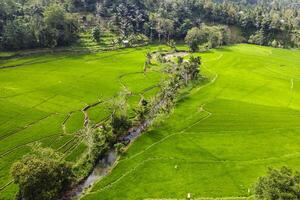 panorama of terraced rice fields seen from a drone's angle on a sunny morning photo
