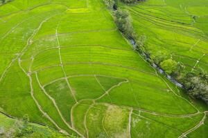 panorama of terraced rice fields seen from a drone's angle on a sunny morning photo