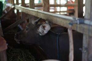 A black cow that is in its enclosure photo
