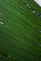 Neat green palm leaf texture, suitable for the background of your design photo