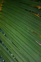 Neat green palm leaf texture, suitable for the background of your design photo