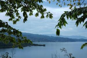 views of shady trees and the sea on a clear day against a new sky photo