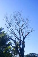 Dry trees whose leaves have fallen among the green trees against the blue sky photo