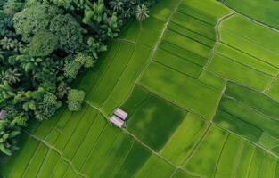 Lush Green Rice Fields With a Single Cottage Surrounded by Trees in Early Morning Light photo