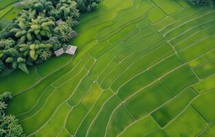 Lush Green Rice Fields With a Single Cottage Surrounded by Trees in Early Morning Light photo