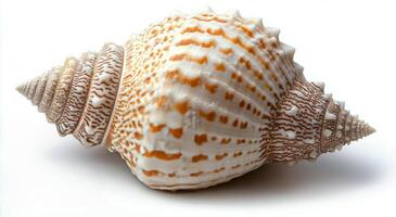 Beautiful spiral seashell on a neutral background captured in natural light photo