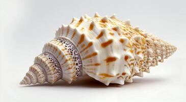 Beautiful spiral seashell on a neutral background captured in natural light photo