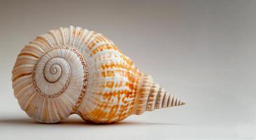 Beautiful spiral seashell on a neutral background captured in natural light photo