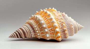 Beautiful spiral seashell on a neutral background captured in natural light photo