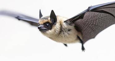 A bat flying against a soft gray background during early morning light photo
