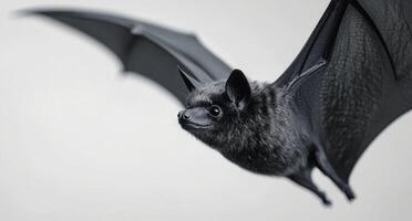 A bat flying against a soft gray background during early morning light photo