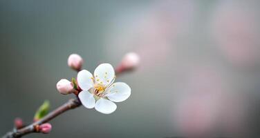Blossoming cherry branch with delicate pink flowers and dew drops in early spring photo
