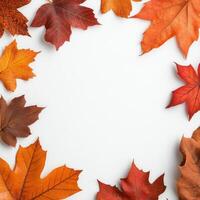 Colorful autumn leaves arranged in a circular pattern on a white background photo