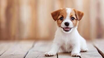 Cute puppy lying on wooden floor in brightly lit room, showcasing playful demeanor photo