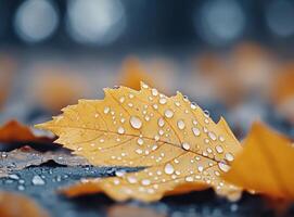 Dew drops on vibrant yellow leaves in a peaceful autumn setting photo