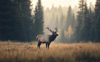 Elk standing in a serene meadow surrounded by evergreen trees during early morning light photo