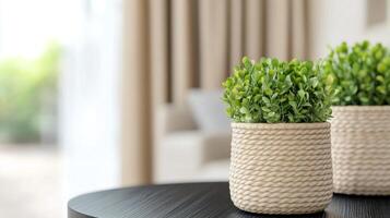 Indoor plants in wicker pots on a dark sofa by the window during daylight hours photo