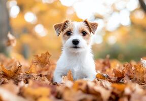 Cute puppy playing in colorful autumn leaves at a park photo