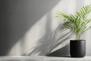 Sunlight casting shadows on a potted palm plant in a modern interior space photo