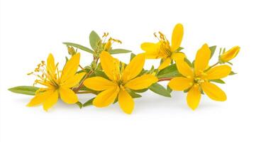St. Johns Wort, a vibrant yellowflowered herb, is wellknown for its numerous medicinal properties. It is frequently utilized for enhancing mood and improving skincare routines in a variety of ways photo